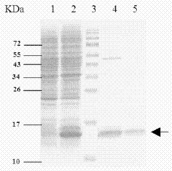 Dengue virus subunit vaccine and preparation method thereof