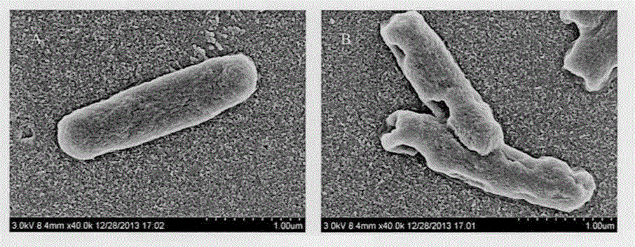 Escherichia coli inhibitor