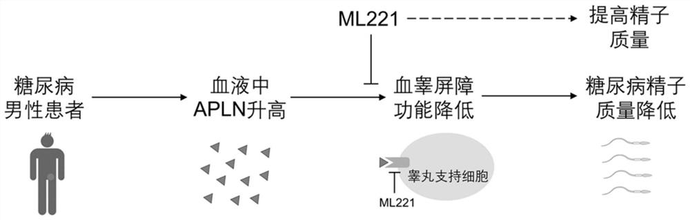 Applin-APJ inhibitor in the application of the application of blood test barrier damage drugs