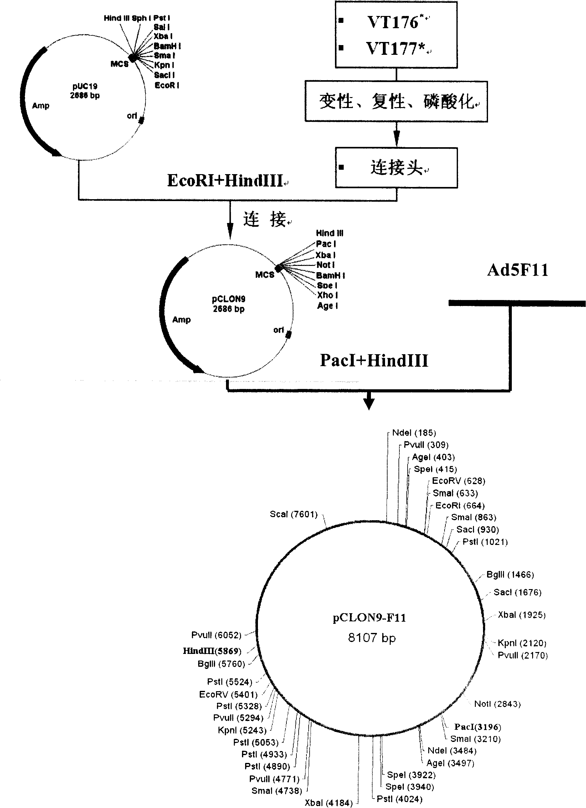 Recombinant adenovirus vector for efficiently inducing pluripotent stem cell (PS cell), method for inducing PS cell by using recombinant adenovirus vector and usage of recombinant adenovirus vector