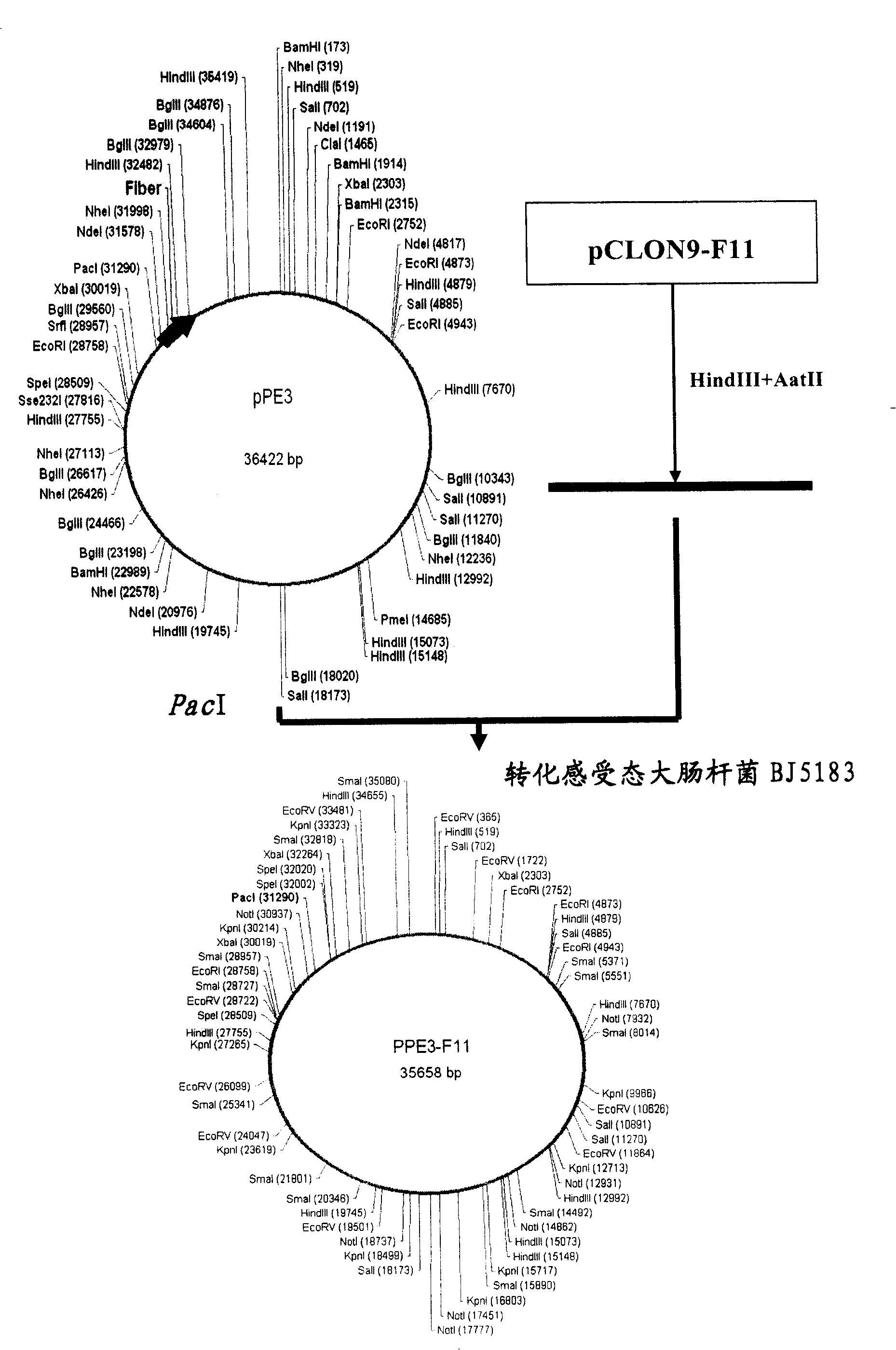 Recombinant adenovirus vector for efficiently inducing pluripotent stem cell (PS cell), method for inducing PS cell by using recombinant adenovirus vector and usage of recombinant adenovirus vector