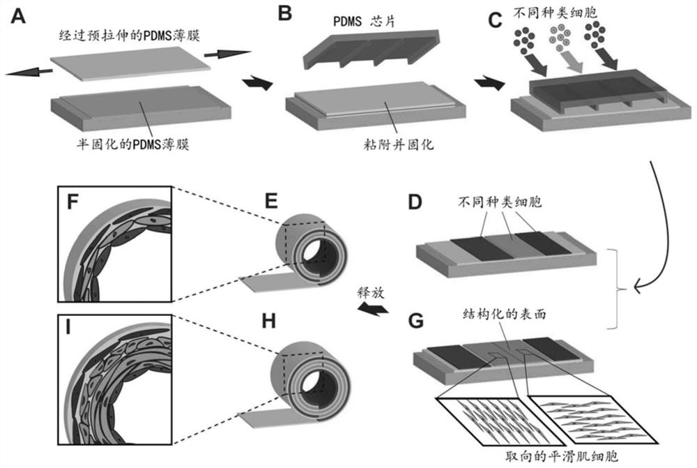 Three-dimensional roll-like structure with self-regulating structure function, preparation method and application thereof