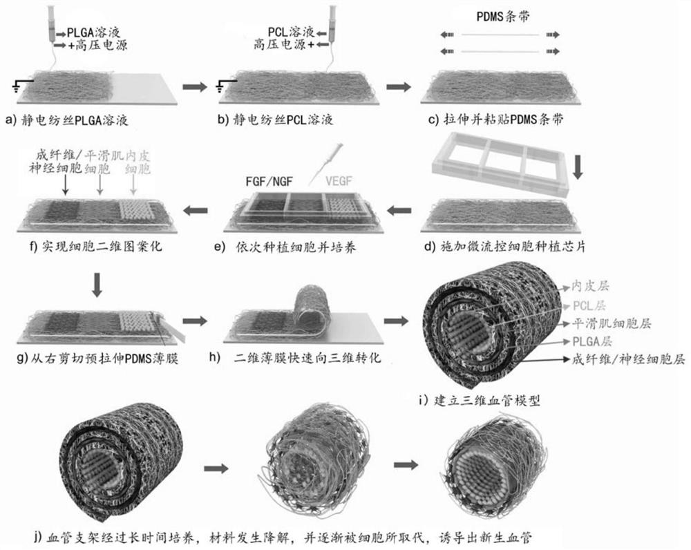 Three-dimensional roll-like structure with self-regulating structure function, preparation method and application thereof