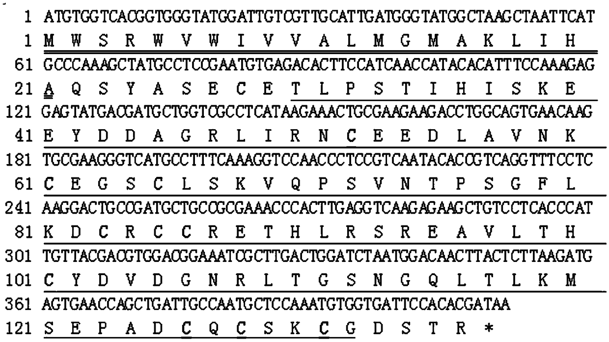 Recombined bursicon protein for facilitating increase of caridina antimicrobial peptide and application thereof