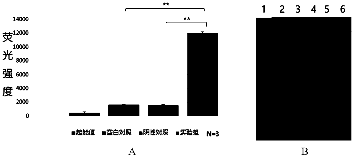 On-site rapid detection method and kit for detecting ASFV based on CRISPR/Cas system