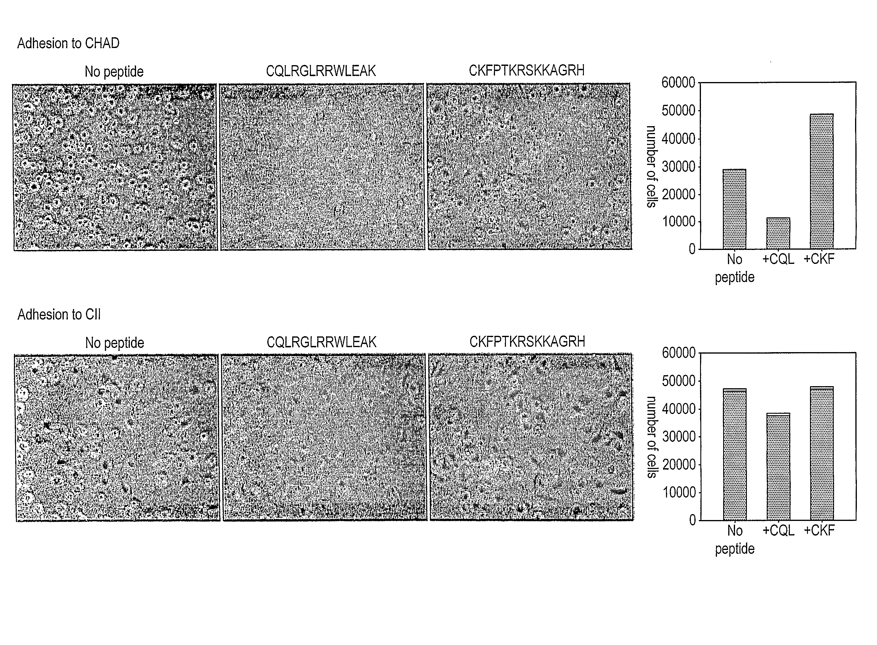 Modulation of Cartilage Homeostasis By Active Domains of Cell Binding Extracellular Matrix Molecules