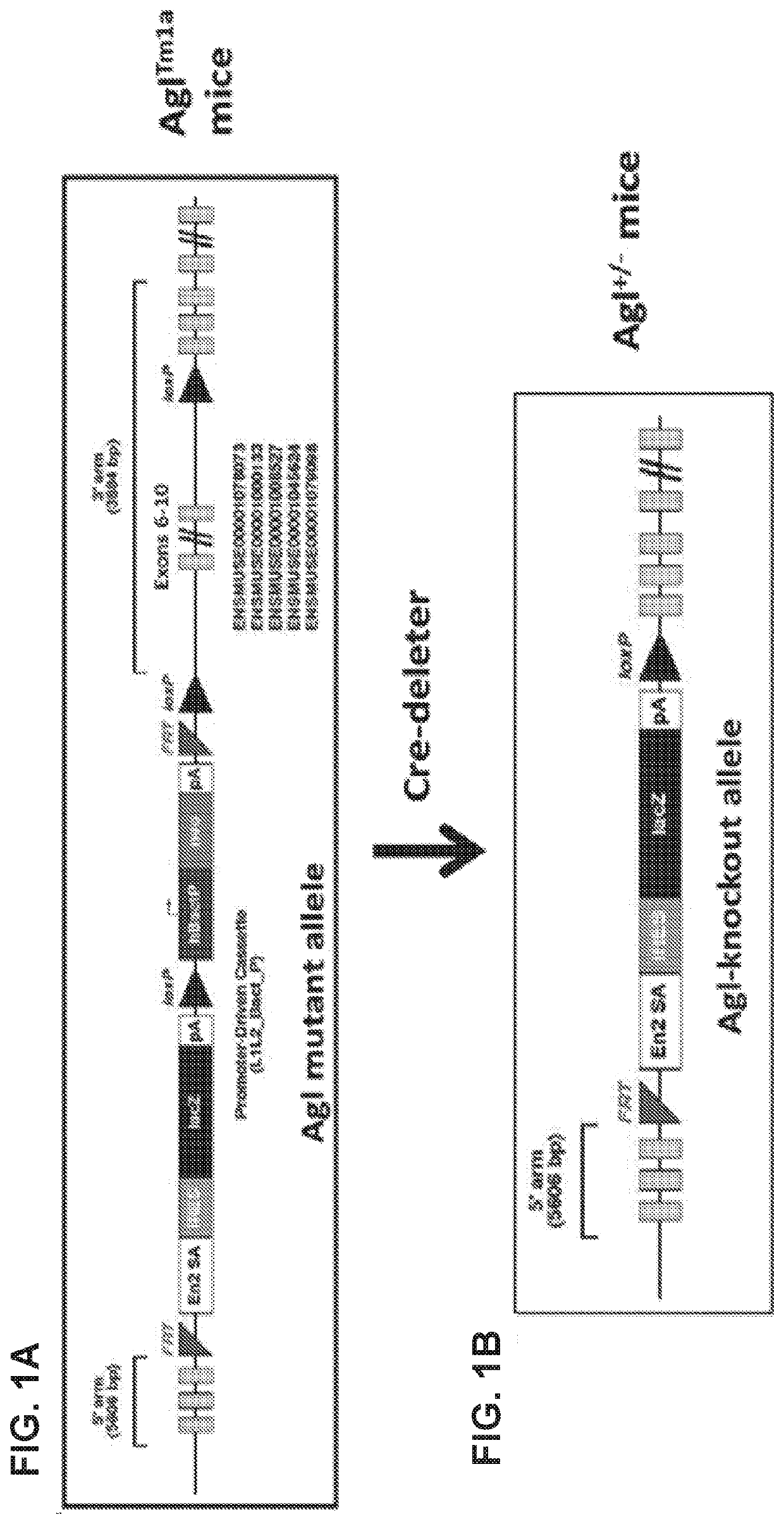 Compositions and Methods for the Treatment of Genetic Diseases