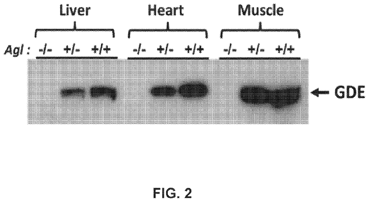 Compositions and Methods for the Treatment of Genetic Diseases