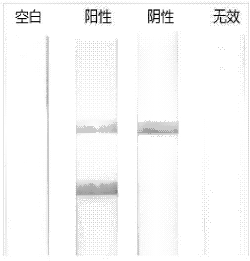 Side flow test strip detection kit for detecting Gallusgallus ingredients in food and feeding stuff and application of kit