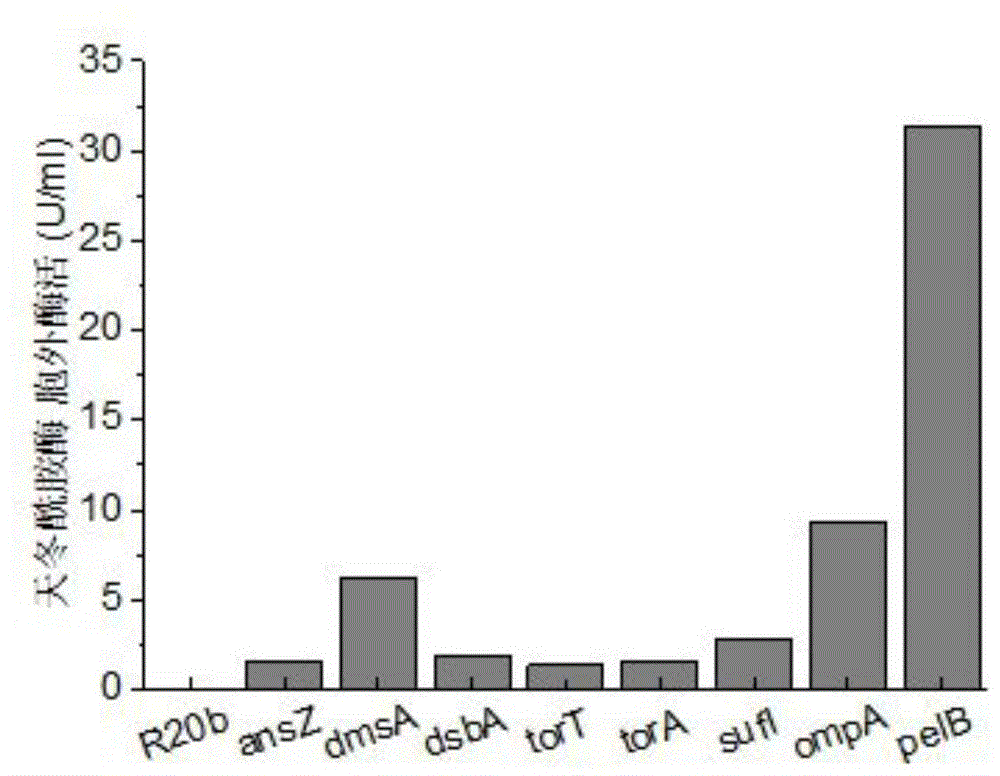 Method for improving secretory expression of L-asparaginase