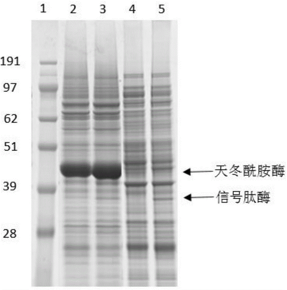 Method for improving secretory expression of L-asparaginase