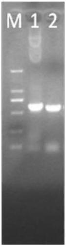 A kind of tat PTD-Endostatin-RGD recombinant protein and its preparation method and application