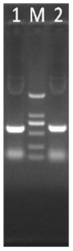 A kind of tat PTD-Endostatin-RGD recombinant protein and its preparation method and application