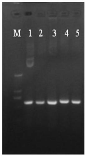 A kind of tat PTD-Endostatin-RGD recombinant protein and its preparation method and application