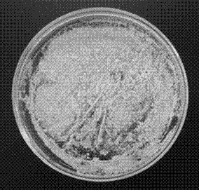 Separation and purification method of beauveria bassiana