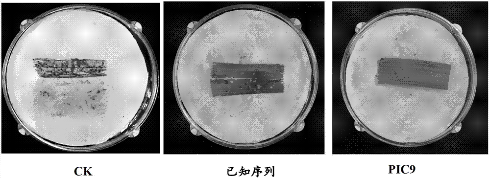 Insecticidal protein, coding gene of insecticidal protein and purpose of insecticidal protein