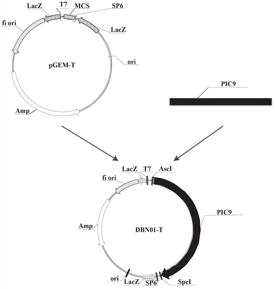 Insecticidal protein, coding gene of insecticidal protein and purpose of insecticidal protein