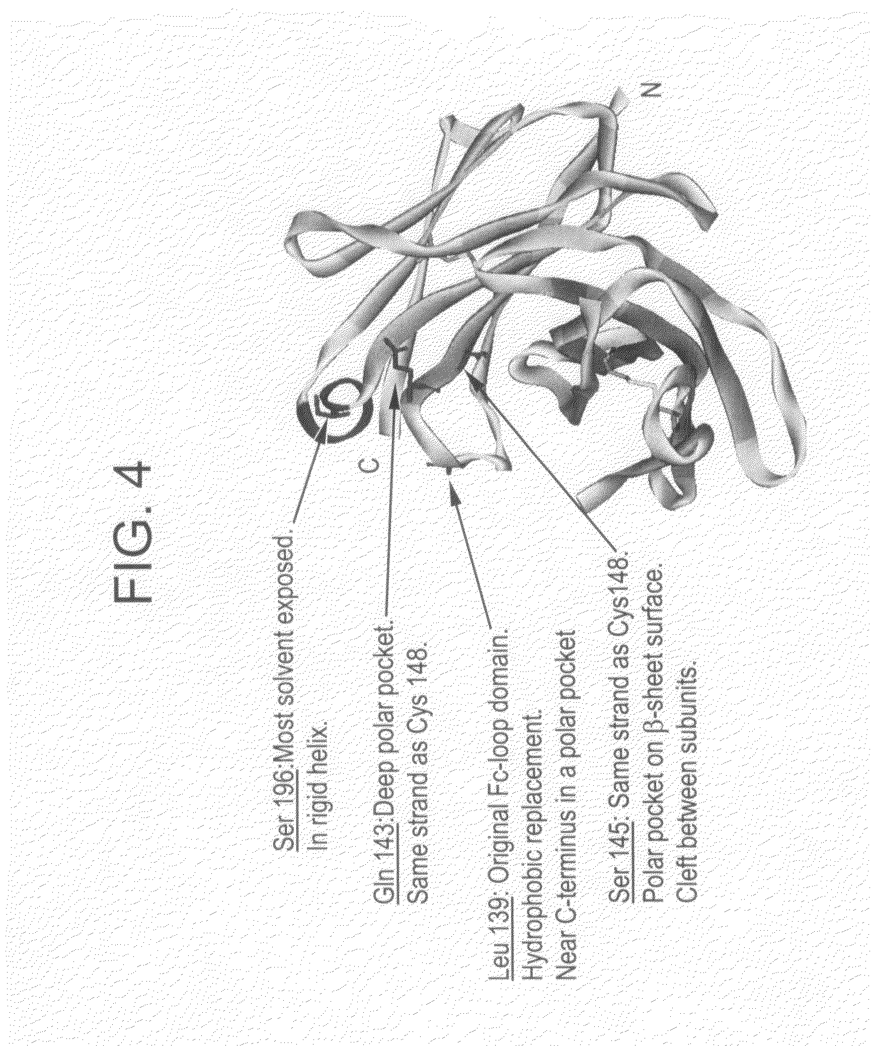 Modified Fc molecules