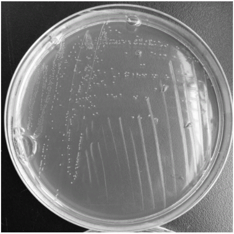 Lactobacillus helveticus strain and applications thereof