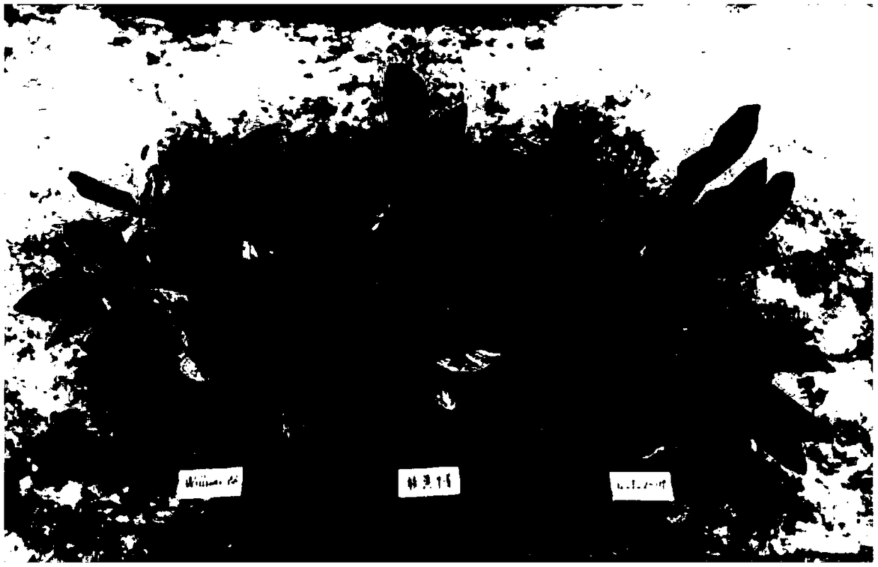 Method for identifying and screening banana panama disease resisting seedlings