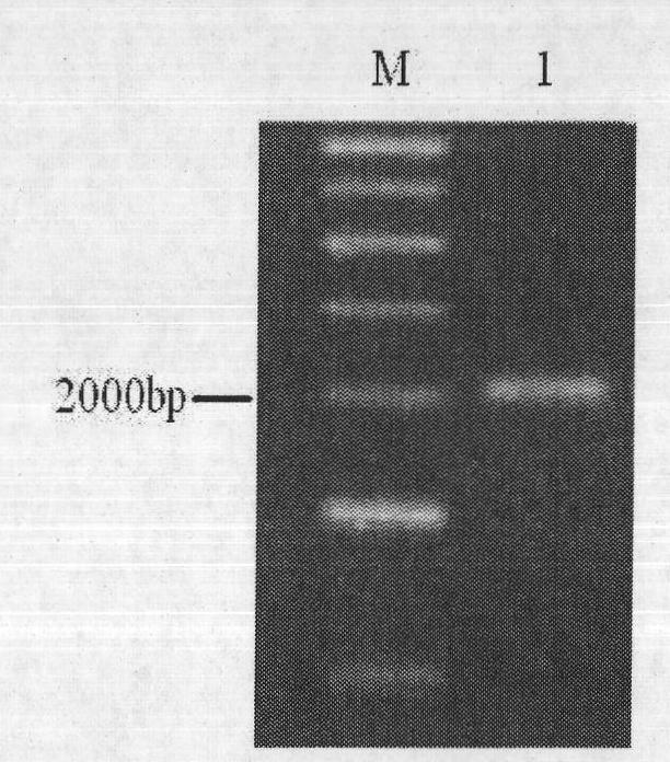 Gene vaccine of sperm-specific cationic channel protein CatSper1 and preparation method thereof