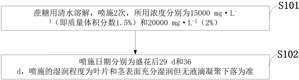 Saccharose spraying method capable of promoting apple flower bud initiation