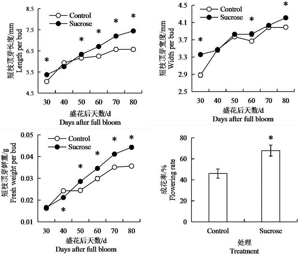 Saccharose spraying method capable of promoting apple flower bud initiation