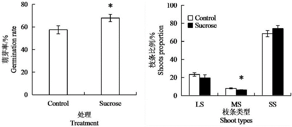 Saccharose spraying method capable of promoting apple flower bud initiation