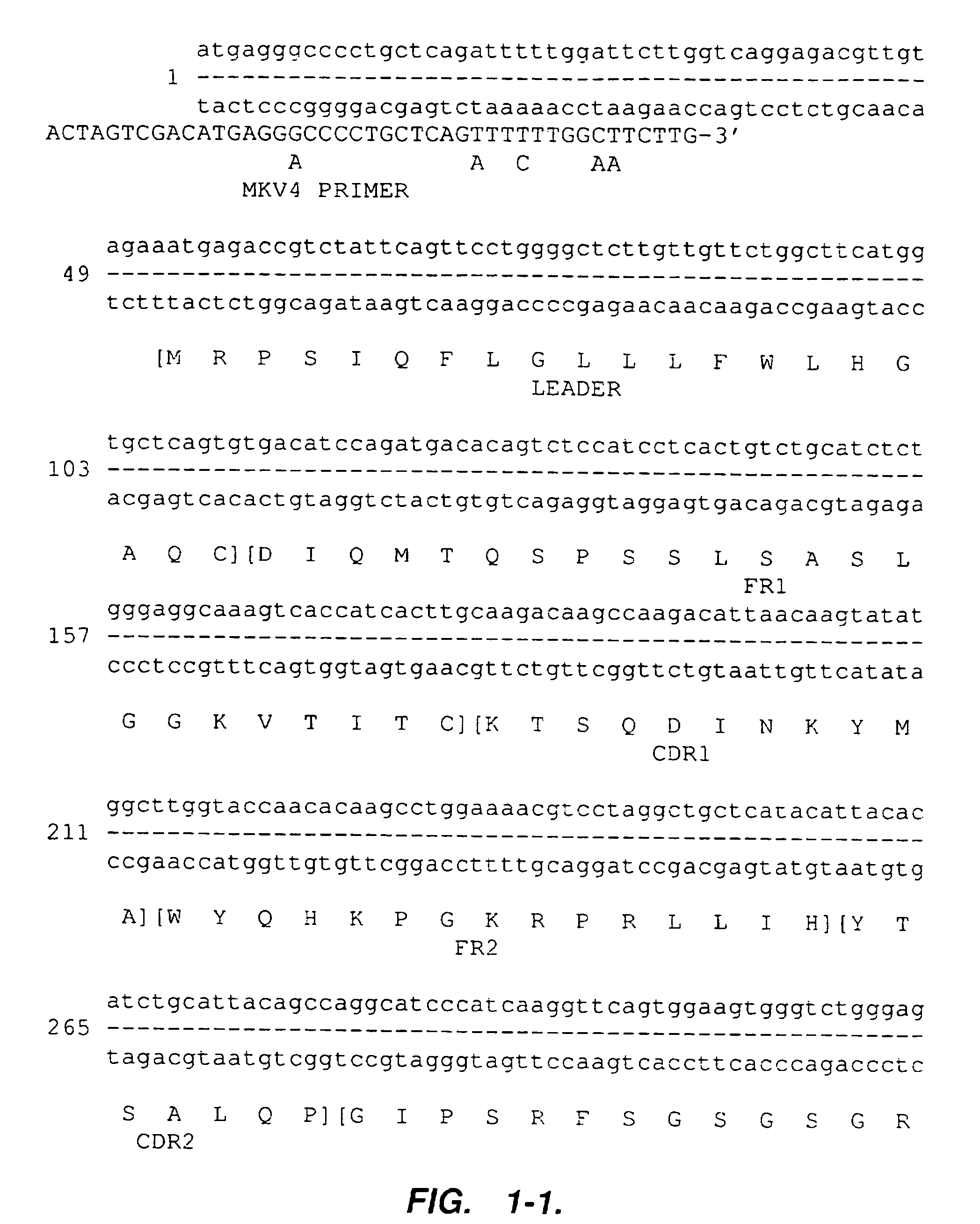 Humanized anti-VLA4 immunoglobulins