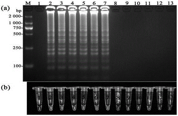 Anoectochilus formosanus anthracnose LAMP detection primer and visible detection method thereof