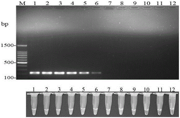 Anoectochilus formosanus anthracnose LAMP detection primer and visible detection method thereof