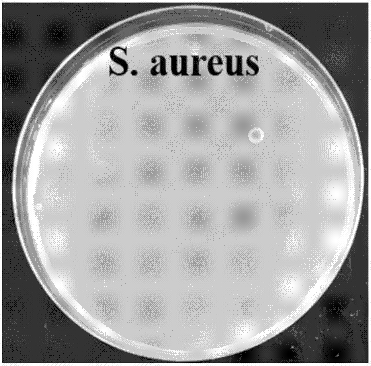 Preparation method of quaternary ammonium salt polyvinyl alcohol-cellulose-graphene oxide composite membrane