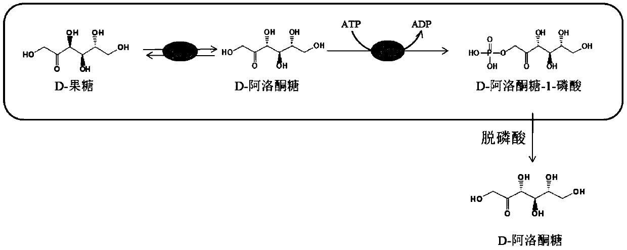 Method for synthesizing D-psicose by using whole cell transformation