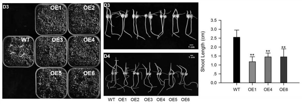 Application of ZmbHLH148 protein and coding gene thereof in regulation and control of plant drought resistance