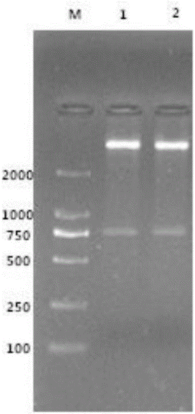 Chinese bee cysticercus virus structure protein VP2 gene prokaryotic expression used for egg yolk antibody preparation