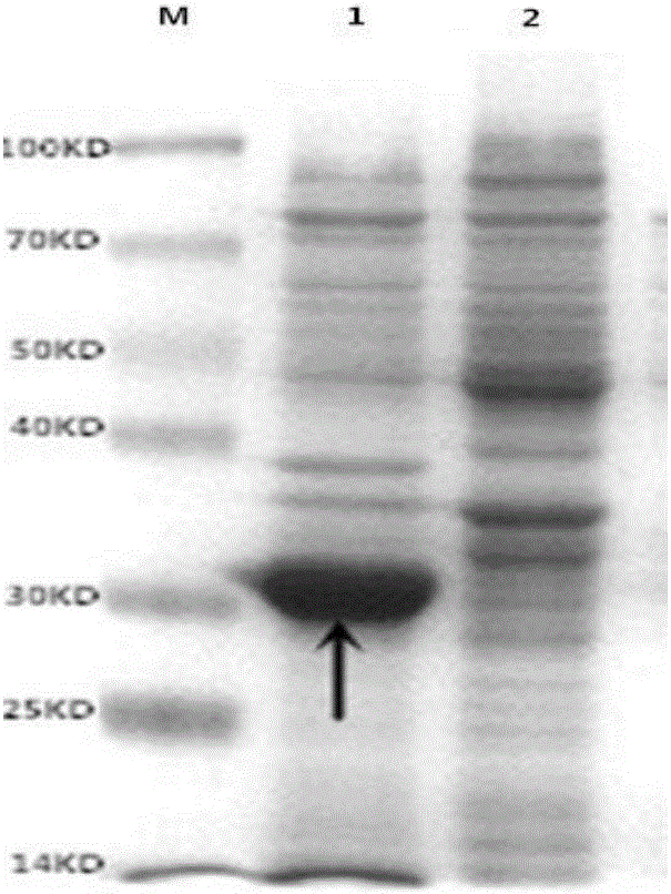 Chinese bee cysticercus virus structure protein VP2 gene prokaryotic expression used for egg yolk antibody preparation