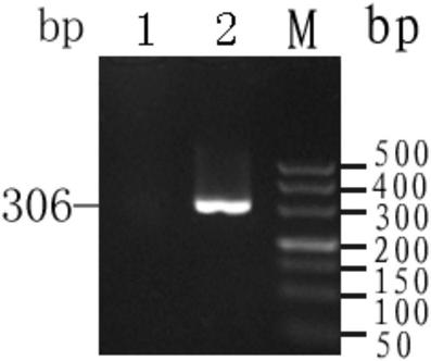 Chip and kit for detecting non-deletion alpha-thalassemia