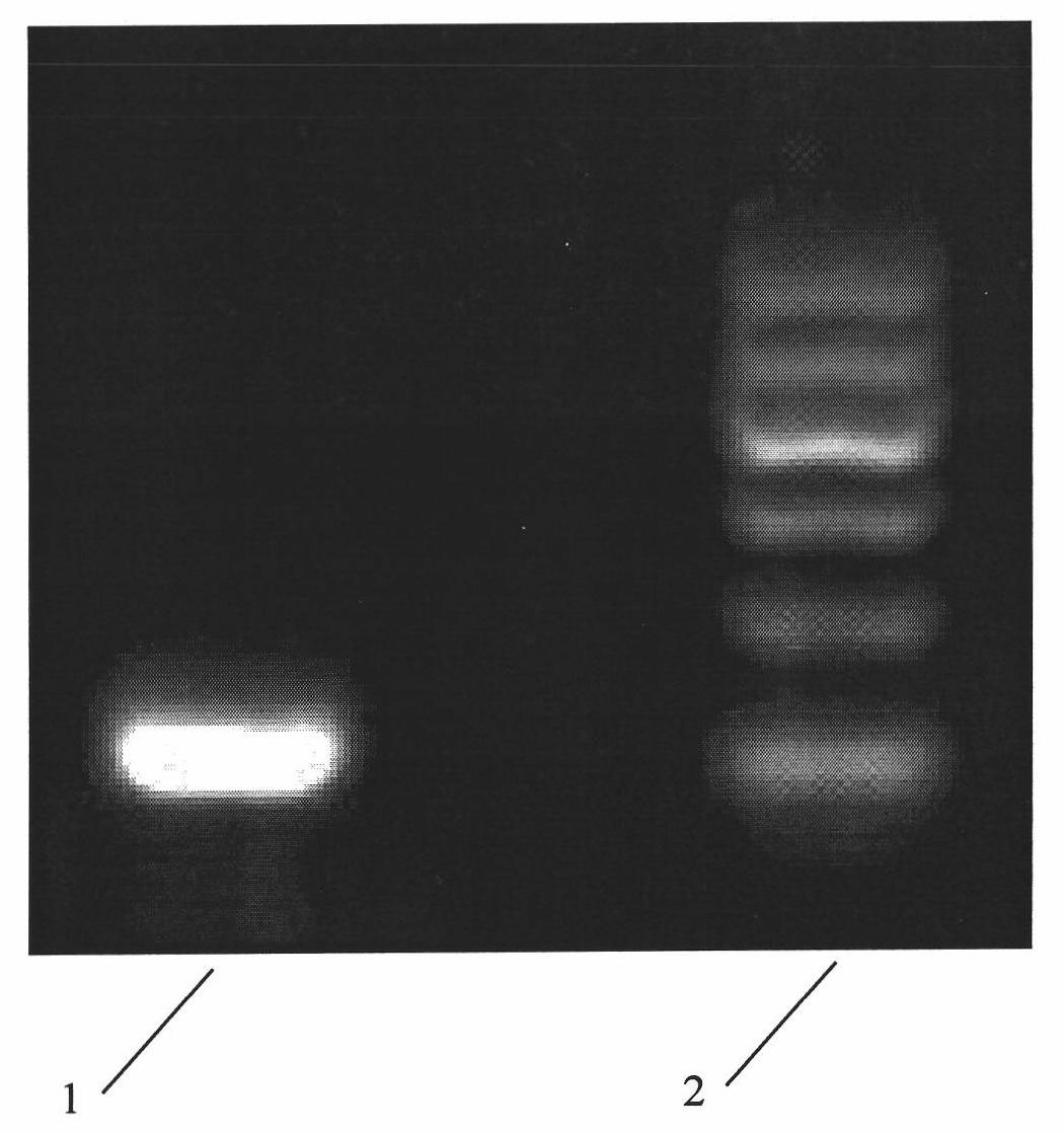 Extraction reagent and extraction method of hepatitis B virus DNA