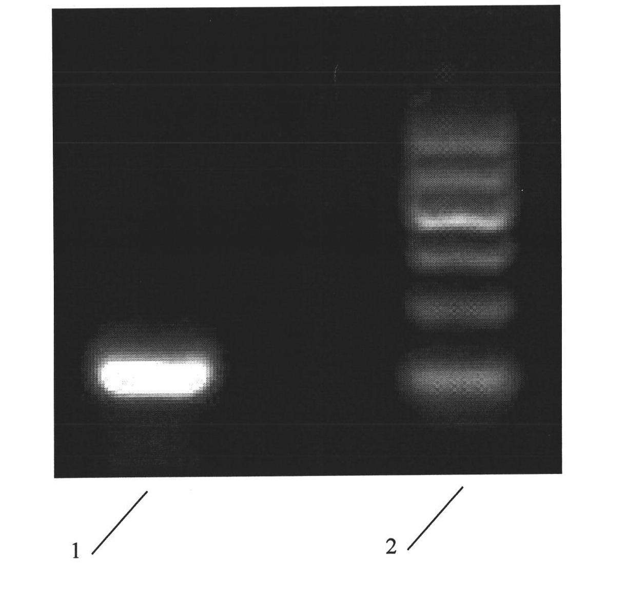 Extraction reagent and extraction method of hepatitis B virus DNA