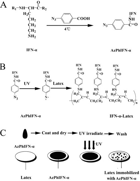 Antibacterial latex contraceptive material provided with grafted nanoscale IFN (Interferon)-alpha