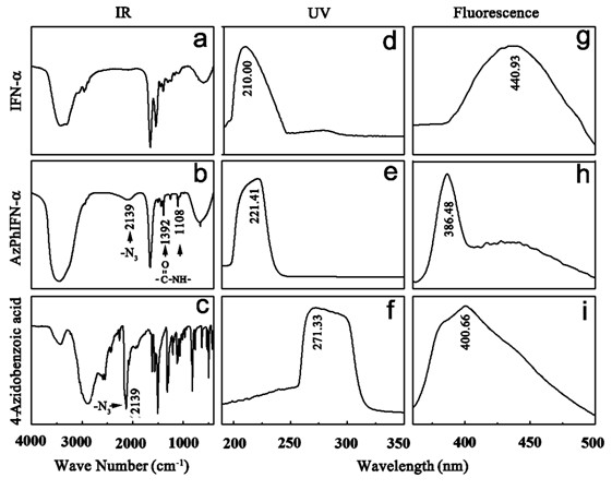 Antibacterial latex contraceptive material provided with grafted nanoscale IFN (Interferon)-alpha