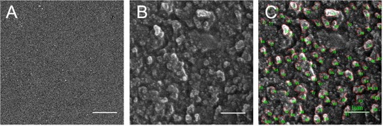 Antibacterial latex contraceptive material provided with grafted nanoscale IFN (Interferon)-alpha