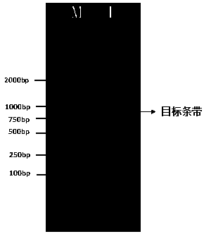 Serology method for rapidly detecting capsicum chlorosis virus