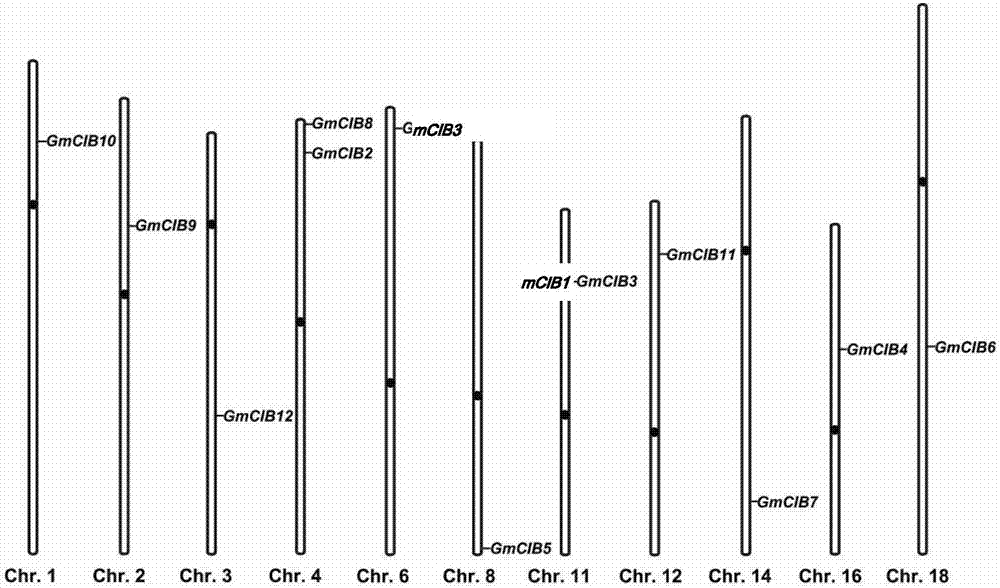 Soybean gene GmCIB1and gene GmCRY2 and application thereof for regulating and controlling flowering and aging