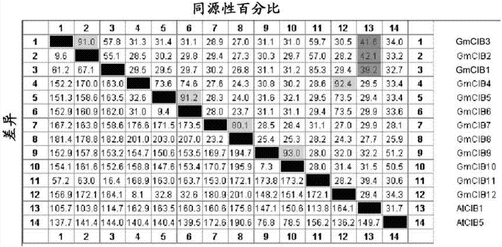 Soybean gene GmCIB1and gene GmCRY2 and application thereof for regulating and controlling flowering and aging