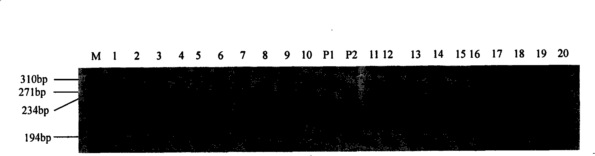 Method for appraising rice fragrance and fragrance character coseparation molecule mark