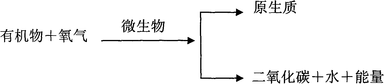 Method for directly measuring organic matter degrading amount of activated sludge