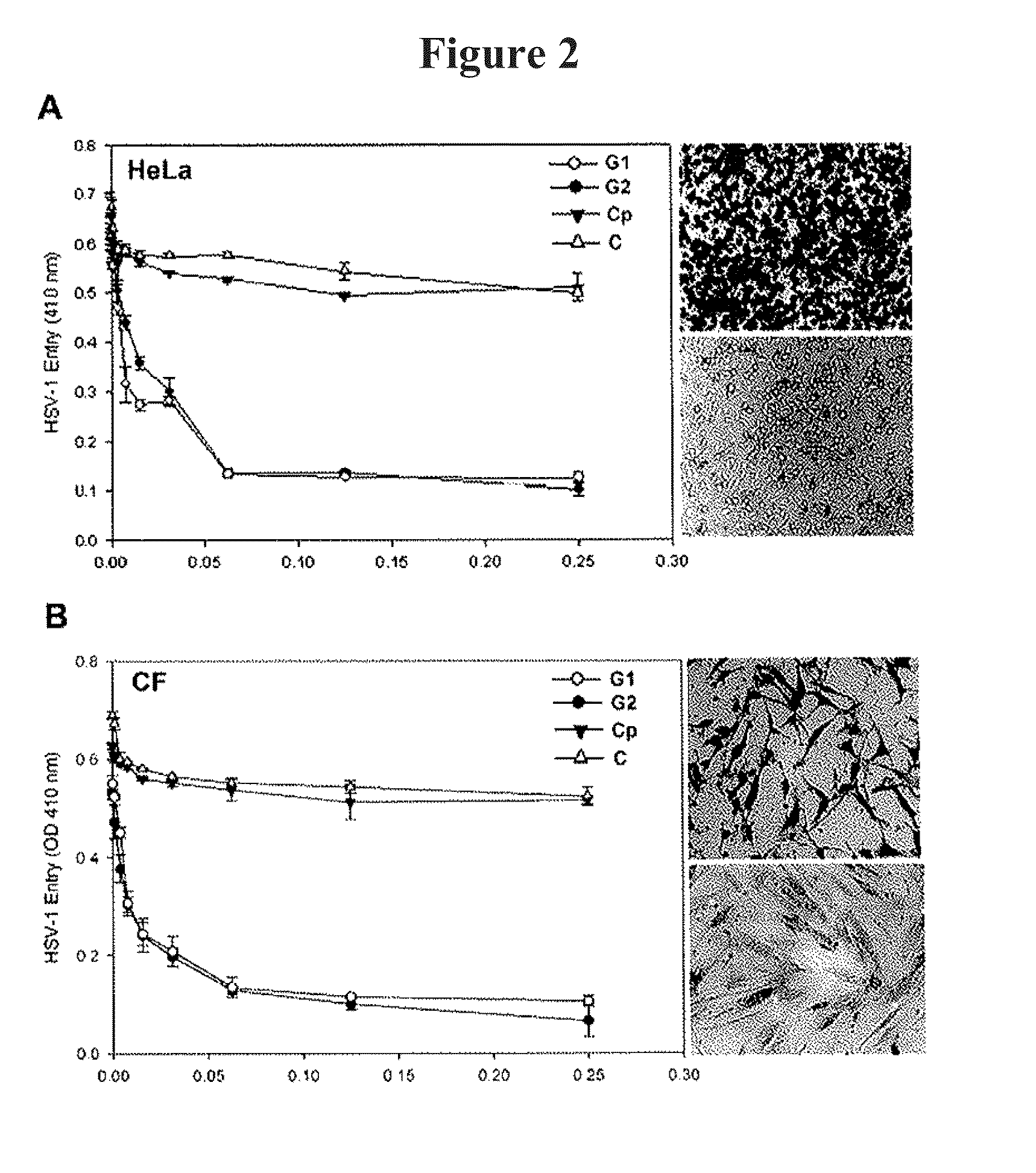 Anti-heparan sulfate peptides that block herpes simplex virus infection in vivo