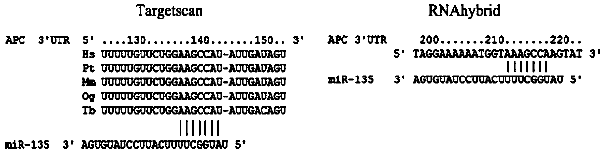 MiRNA target gene double-binding-site fluorescent vector and construction method and application thereof