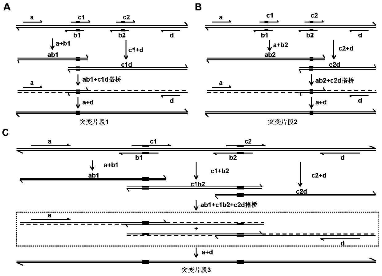 MiRNA target gene double-binding-site fluorescent vector and construction method and application thereof